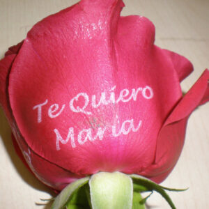 rosa tatuada 7